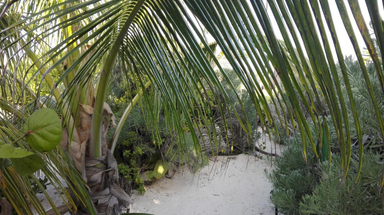 تولوم Eco Lodge Hotel Villa المظهر الخارجي الصورة